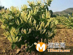 临沂金银花种植,山东金银花盆景批发价格