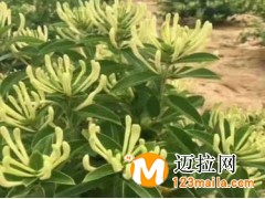 临沂金银花苗繁育基地,山东金银花价格