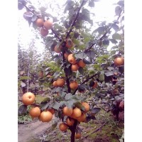 临沂梨树苗种植基地,山东苹果苗培育
