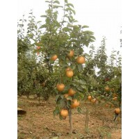 临沂苹果苗繁育基地,山东梨树苗种植