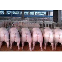 山东杜洛克种猪厂家,临沂杜洛克母猪生产厂家