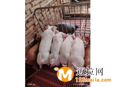 临沂杜洛克母猪生产厂家,临沂宜春种猪批发价格