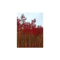 临沂红火箭紫薇培育基地,山东美国秋火焰红枫种植
