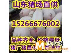 山东仔猪苗猪价格行情